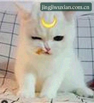 赵刚